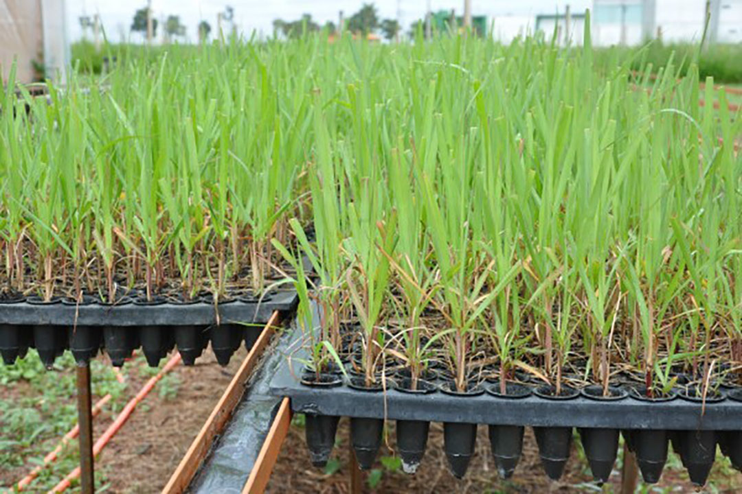 Tereos to double sugarcane seedlings with automation - Future Farming