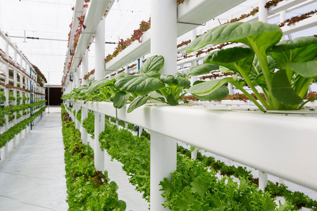 Report: Vertical farming market worth $ 9.7 billion by 2026 - Future ...