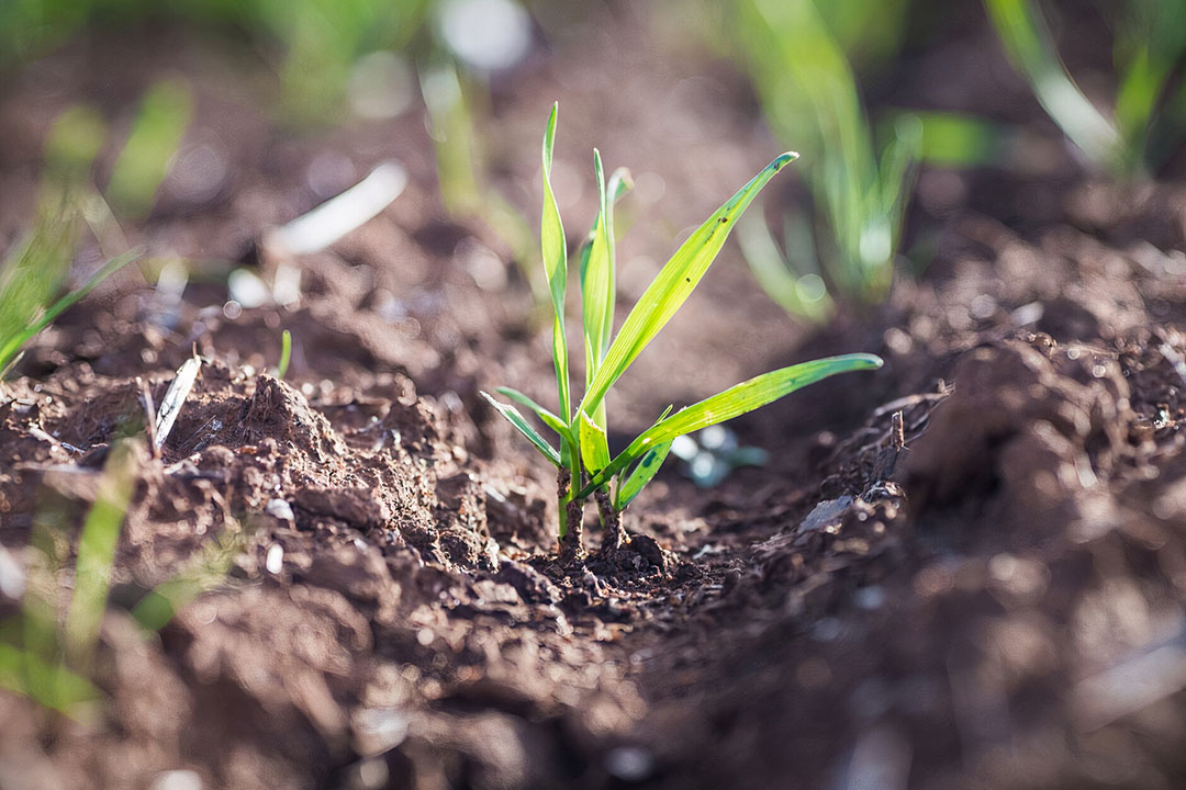 Long coleoptile wheat a game changer for Australian growers - Future ...